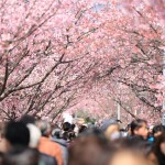お花見